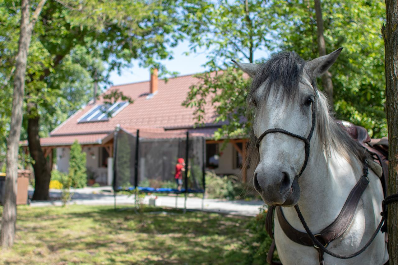 Hotel Tölgyfa Vendégház Kiskoros Esterno foto